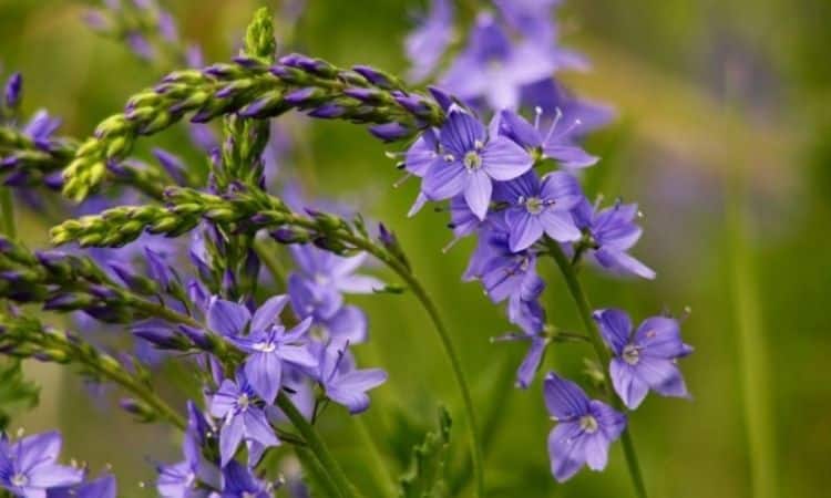 Worldwide there are hundreds of different speedwell types with various appearances