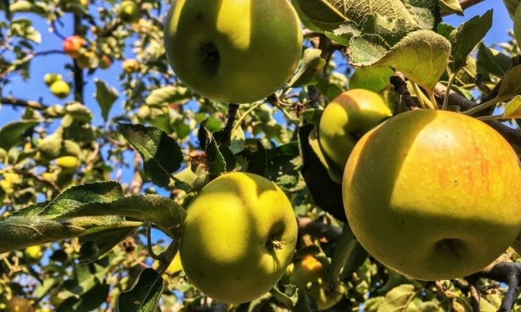 Yellow Apple tree with Apple fruits