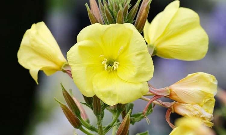 Common Evening Primrose (Oenothera biennis): Planting, Care The Beautiful Flower