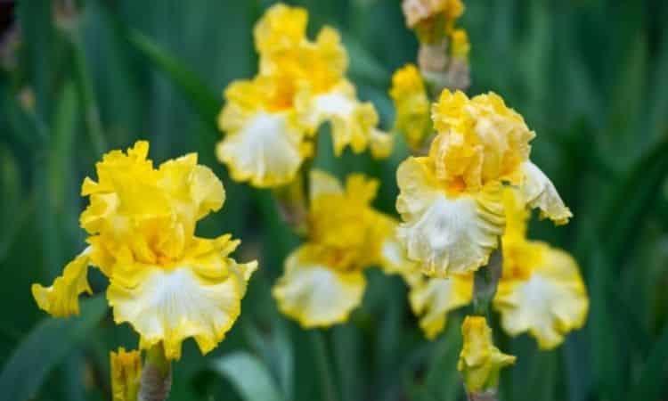 Yellow iris varieties have a particularly intense glow