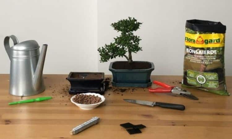 You need these materials to repot your bonsai