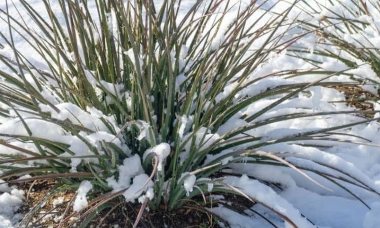 Yucca Rostrata (Beaked Yucca): Correctly Planting, Care, Cut And Winter