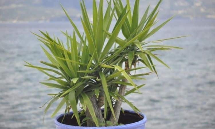 Yucca palms in pot like temperatures above 20 °C