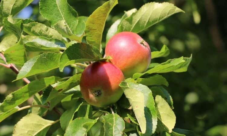 autumn red fruit apple varietes