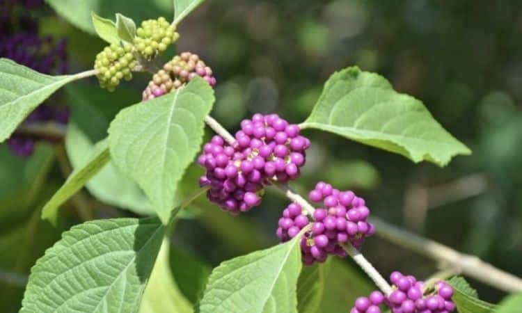 beautyberry purple fruit and green leaves