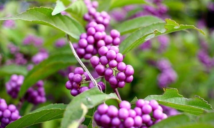 beautyberry purple fruit