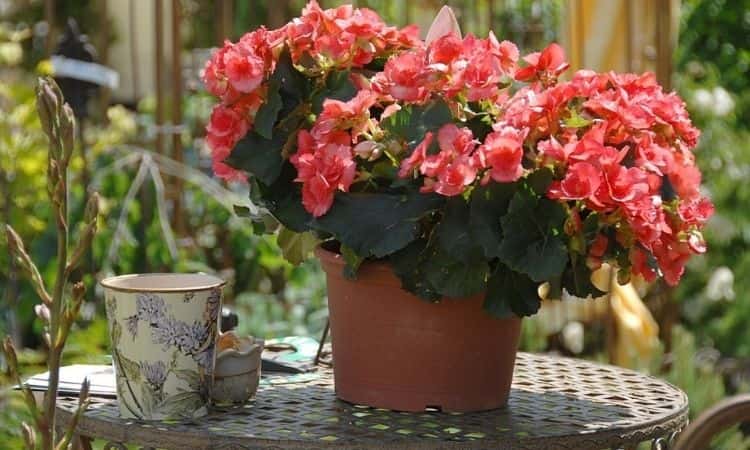 Begonia: Expert Tips For Planting And Care