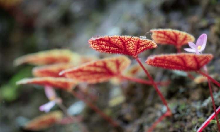begonia leaves stone