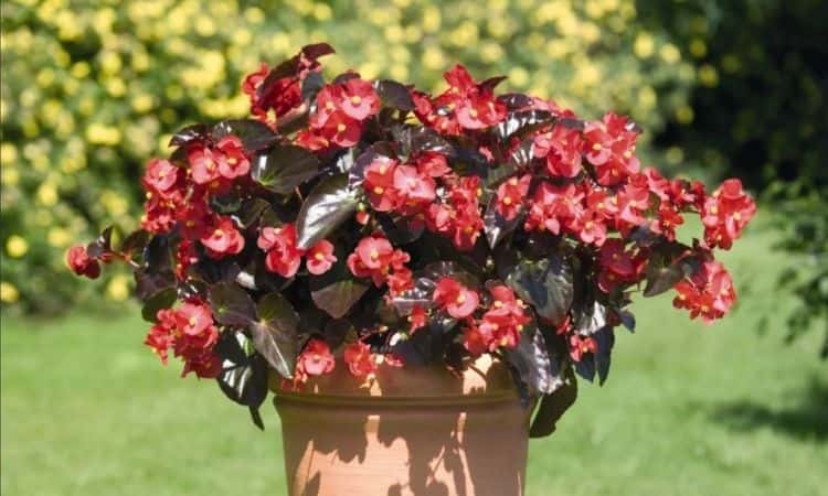 begonia red flower in flower pot