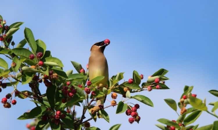 bird-sitting-on branch Serviceberry