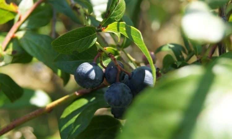 blueberries bush grow in shade