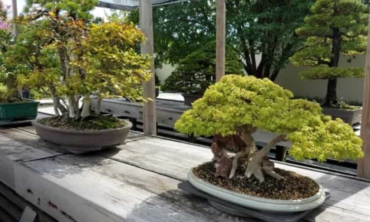 bonsai landscape