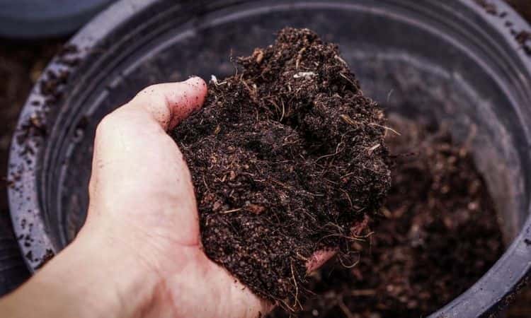 bonsai soil ingredients