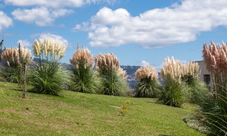 bush of blooming pampas grass