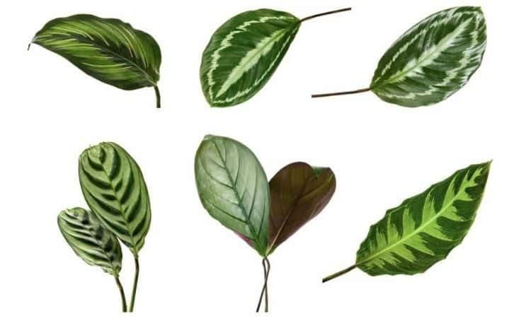 calathea green leaves