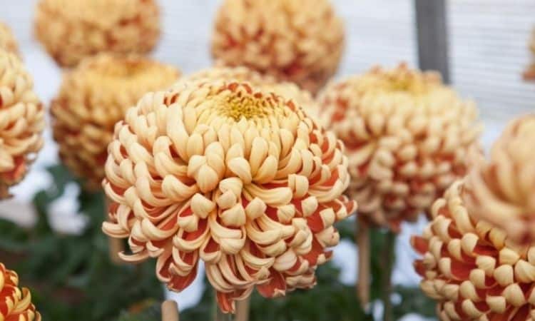 chrysanthemum bud