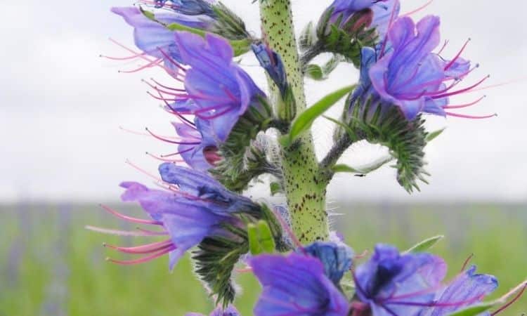 common-viper's-bugloss blue-flowers