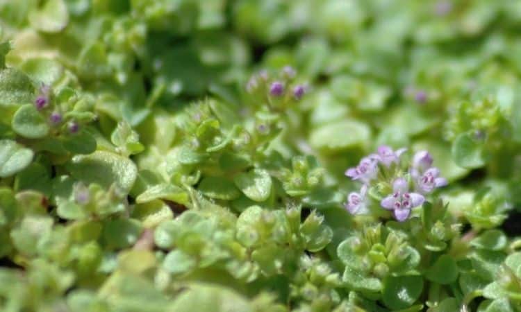 Corsican Mint Is Not Only A Plant For Cooking And Medicine