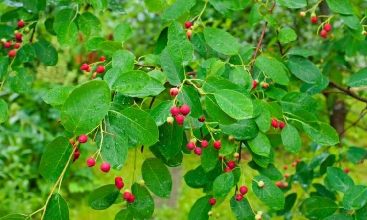 double Serviceberry-fruits