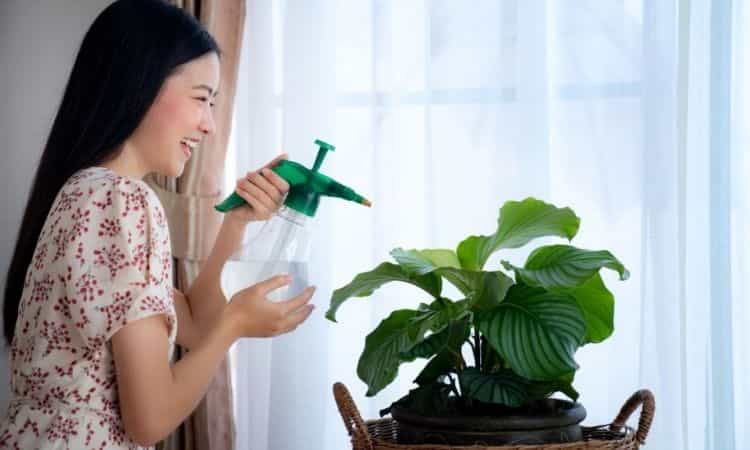 girl water the plants in house