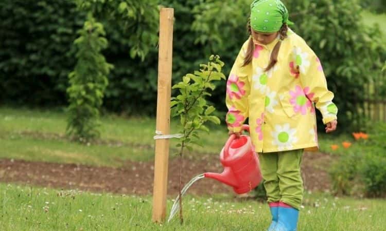 girl watering an apple tree