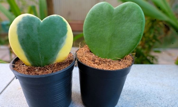 green plants with sweetheart hoya plant