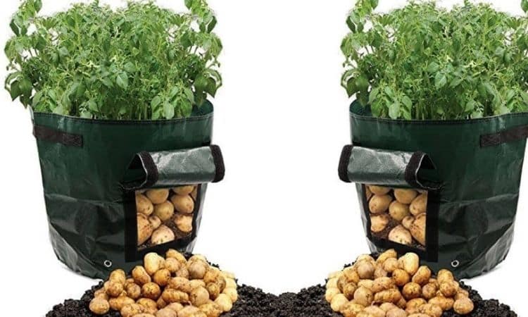 grow potatoes in bag