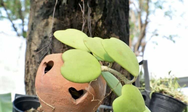 hoya-kerrii-leaves