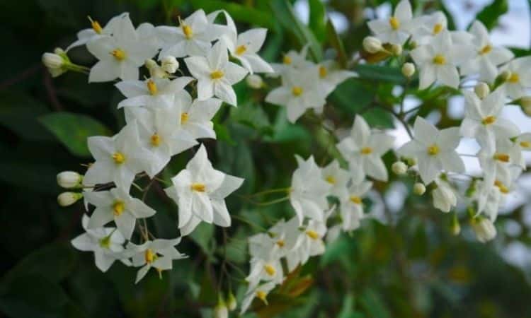 jasmine flowered nightshade