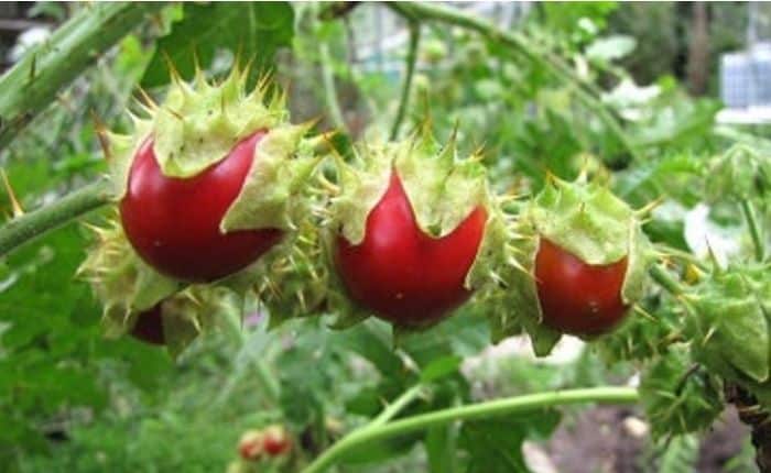 Litchi Tomato – My Growing Experience