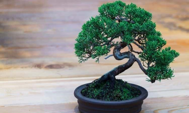 little bonsai tree in the pot