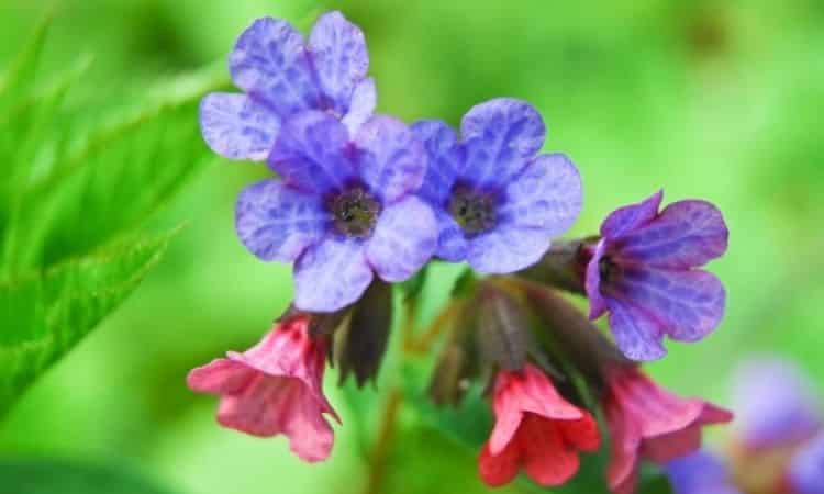 Lungwort Plant