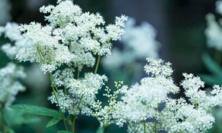 Meadowsweet: Planting, Danger Of Confusion And Healing Effects