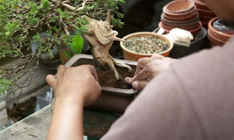 men put bonsai soil in pot