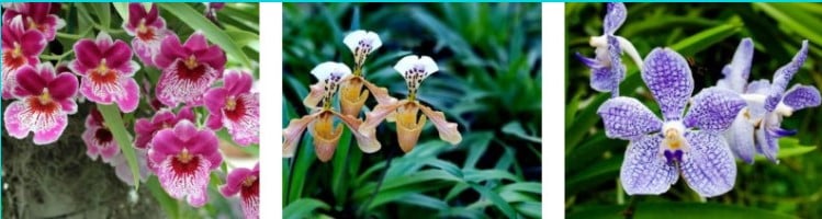 most popular orchid species