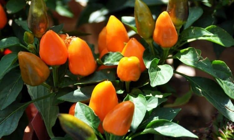 orange oriental pepper