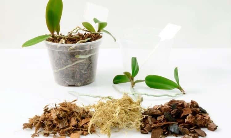 orchid-soil-self-mixing