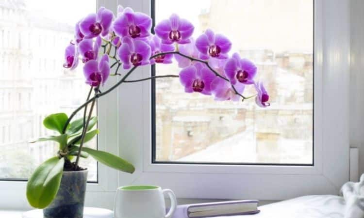 orchids Ideal location