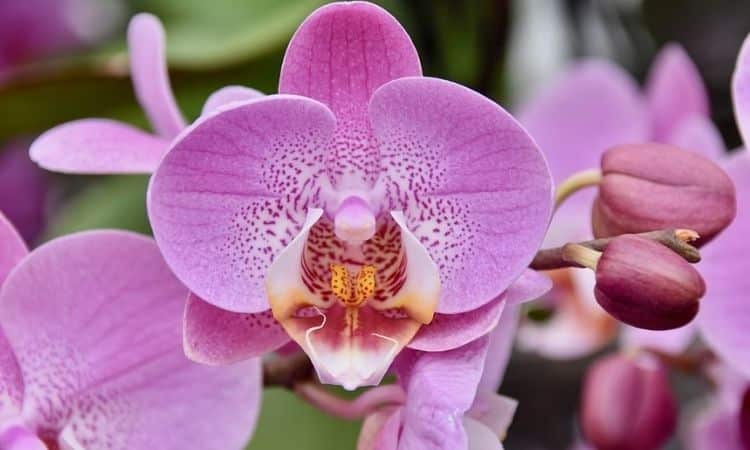 Orchids: Expert Tips On Purchase, Location, Care And Cuttings