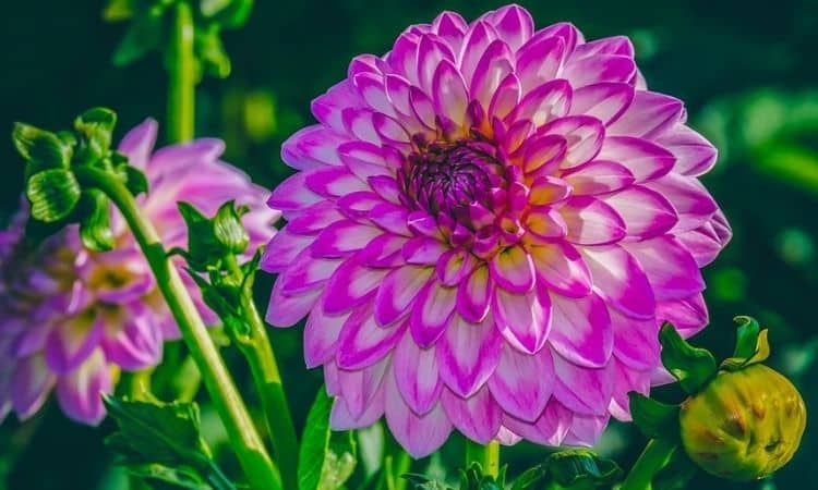 Fertilize Dahlias: The Right Fertilizer For The Perfect Flower