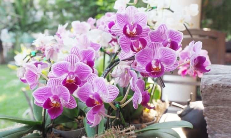 Potting Mix For Orchids: The Right Soil Substrate For Orchid