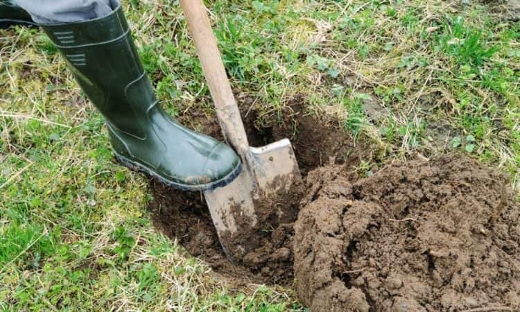 plant hole spade excavated