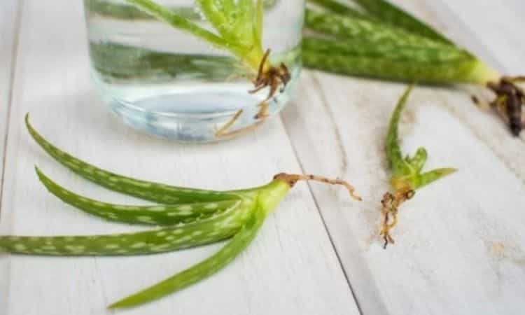 propagated aloe vera by rooting the shoots in a glass of water.