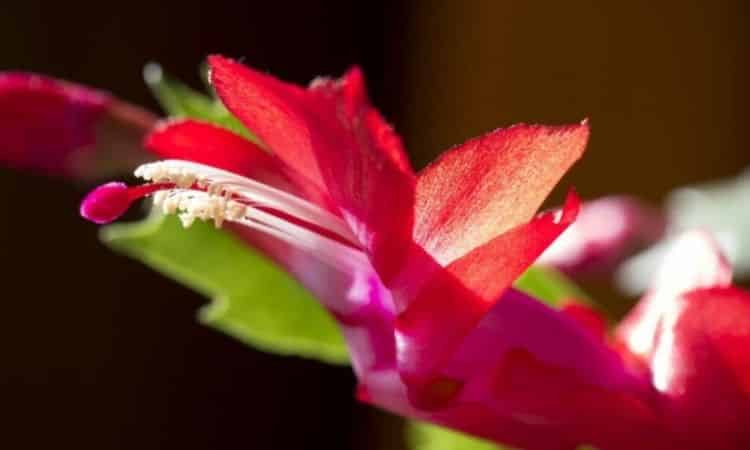 red flower on christmas cactus