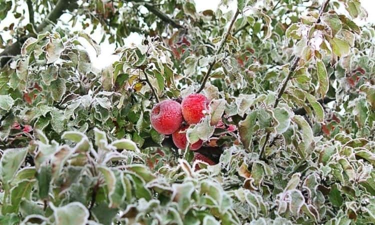 red fruit apples hanging on the snow brunch an apple tree