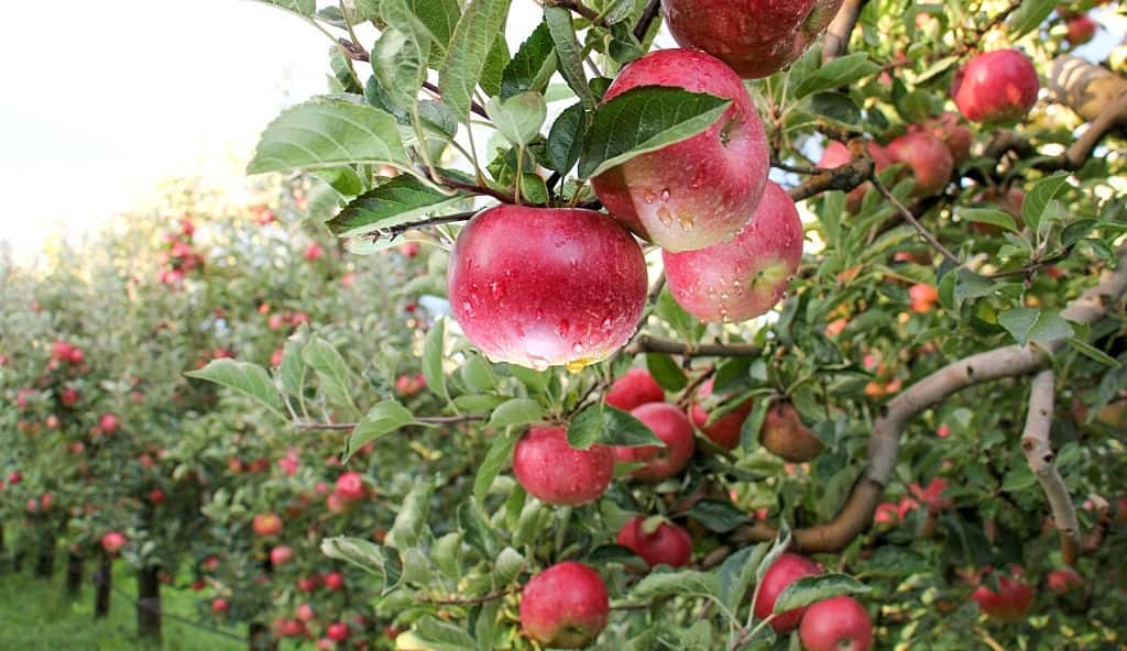 Apple Tree: How To Grow And Care For An Fruit Tree