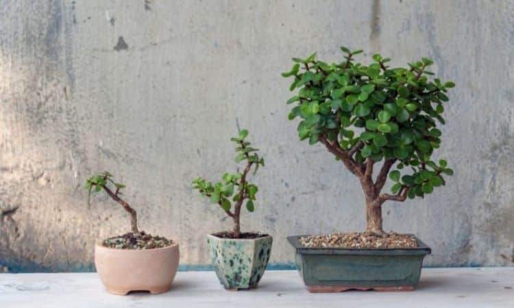 report your bonsai
