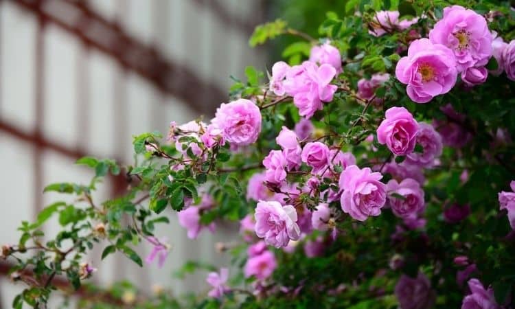 How To Grow Roses In Your Garden