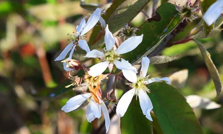 serviceberry white flower