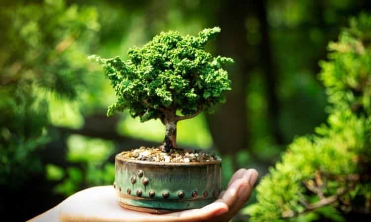 small bonsai